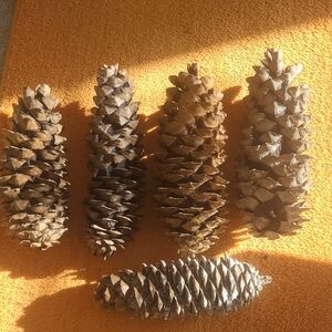 12" Pine Cones